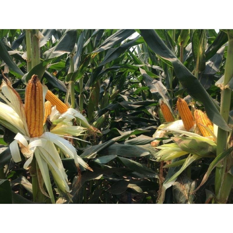 HẠT GIỐNG NGÔ SINH KHỐI SSC586 100G - GIỐNG CHUẨN