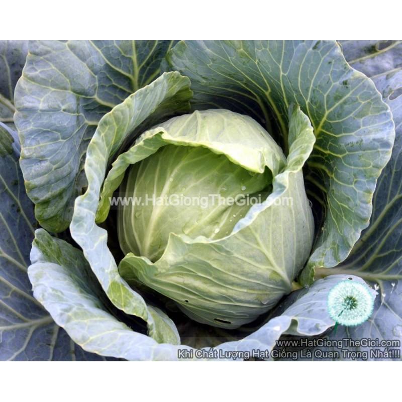 0.5Gr Hạt Giống Cải Bắp Cải Siêu Hạng F1 TG41 (A5.302| Z22*W55)