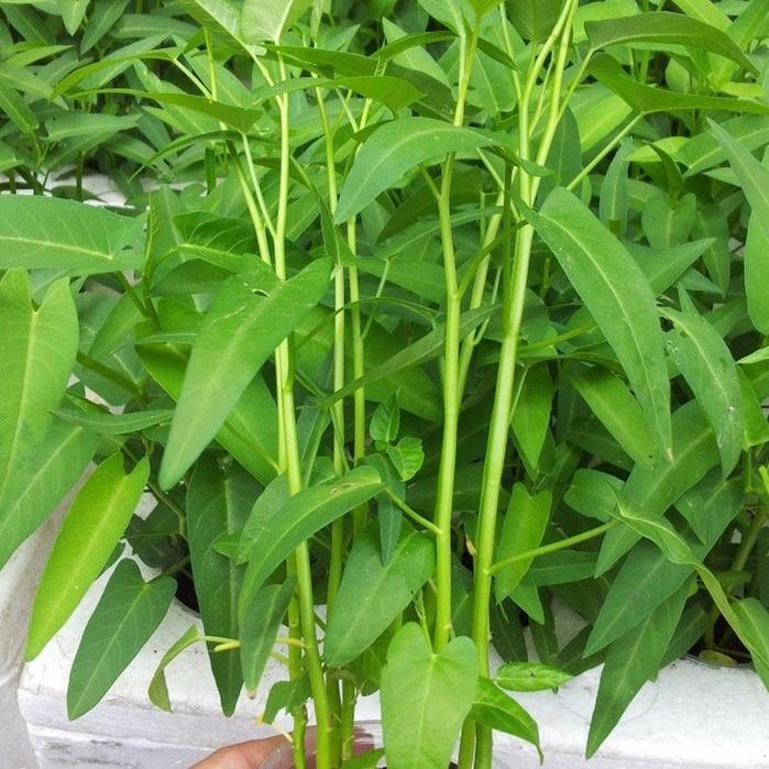 Combo 5 gói hạt giống rau muống lá tre dể trồng-gói 20 gram-tặng kèm gói phân bón lót