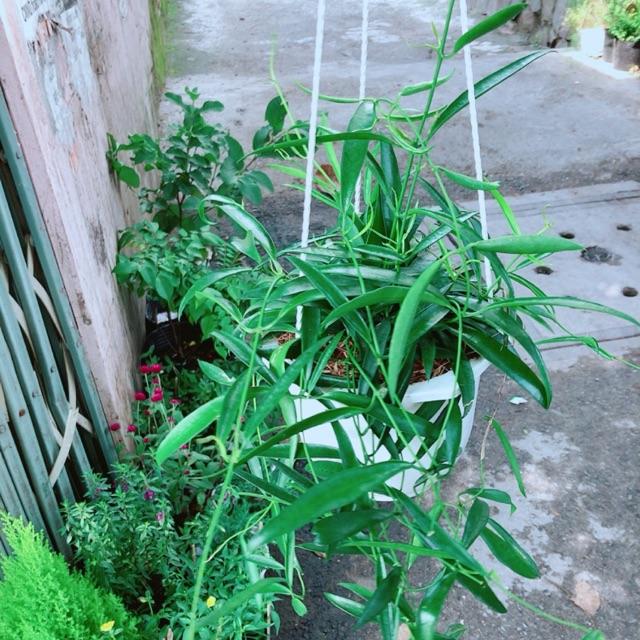 Chậu Cây Trúc Leo