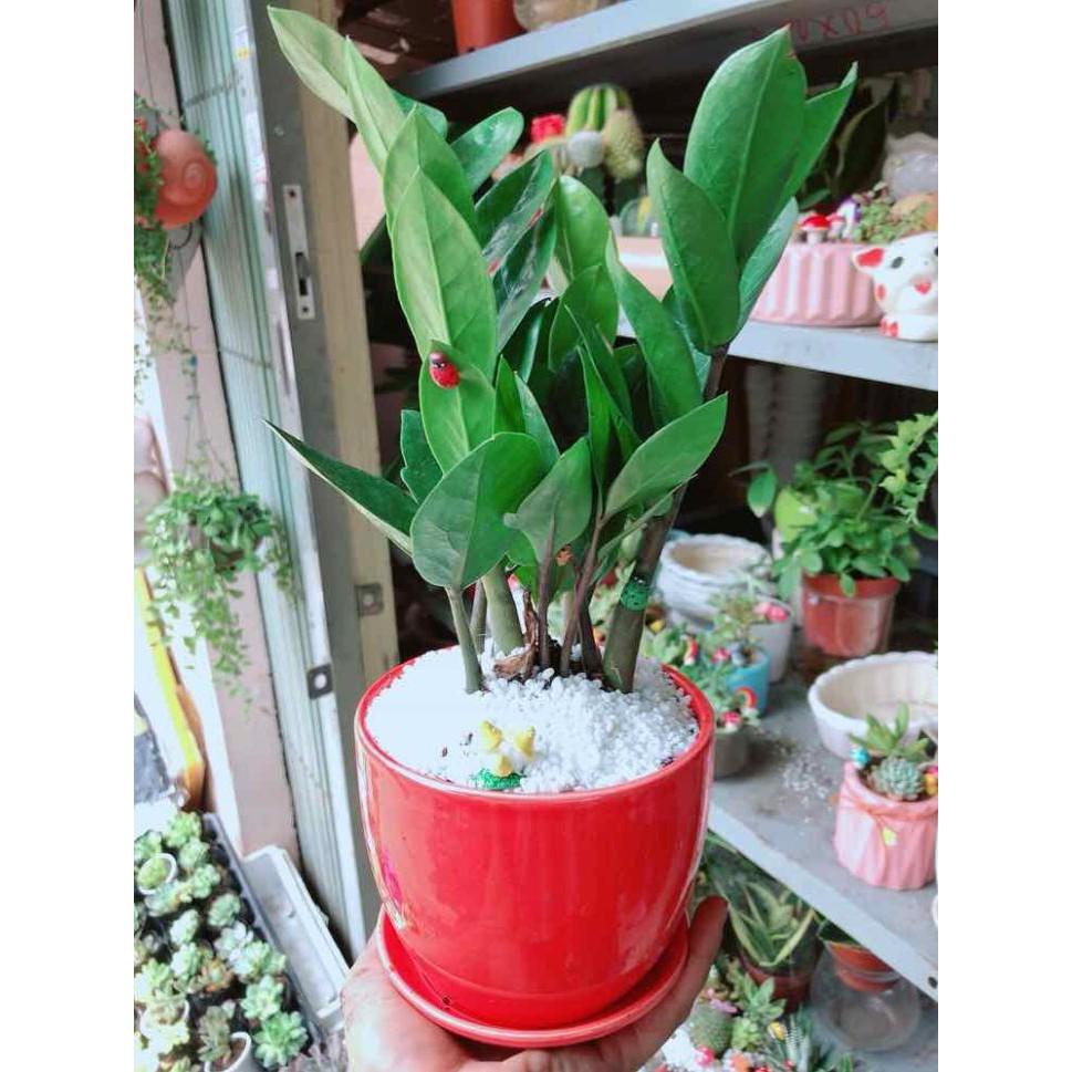 Chậu kim tiền thái tiểu cảnh Bán Chạy