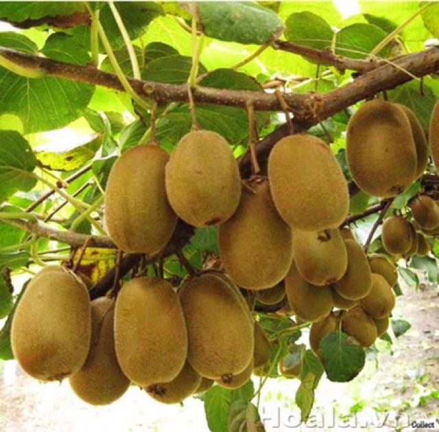 Cây giống kiwi