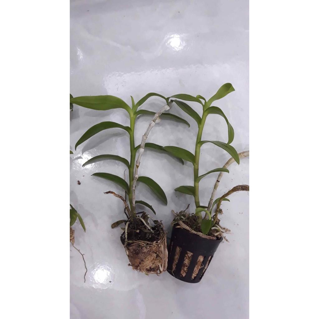 Sản Phẩm Hoa phong lan phi điệp trắng