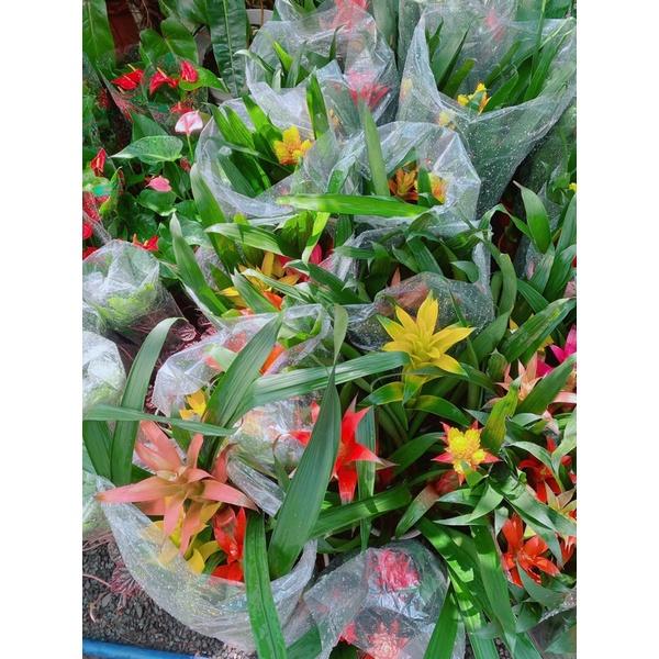 Cây Phát Lộc Hoa Mix Màu