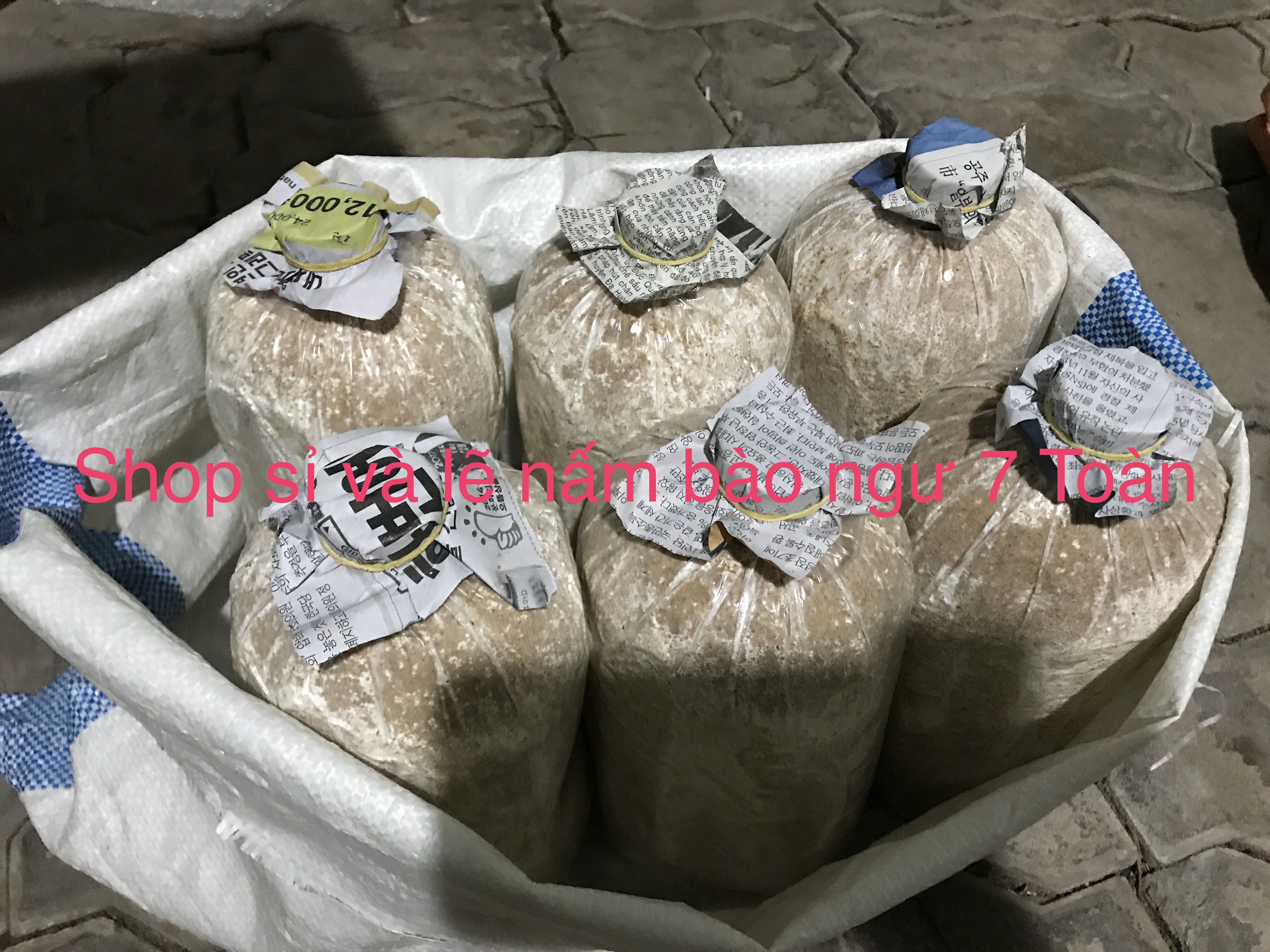 Combo 5 phôi nấm bào ngư từ trại giống