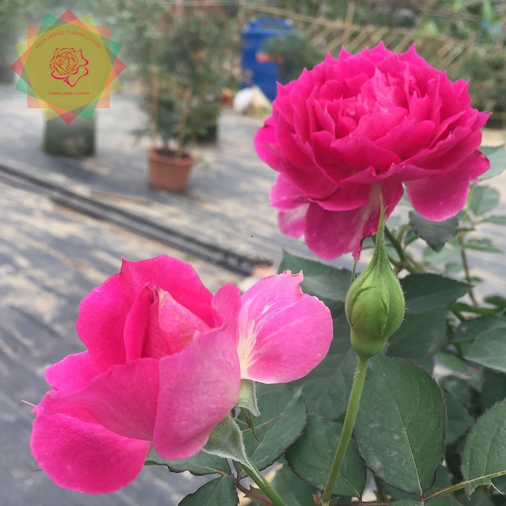 Cây hoa hồng ngoại Sheherazad Nhật hồng tím siêu thơm -bầu to lớn, cây trưởng thành trưởng thành