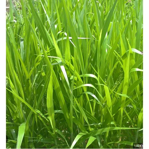 Hạt Giống Cỏ Chăn Nuôi Ruzi - Cỏ Chịu Dẫm Đạp