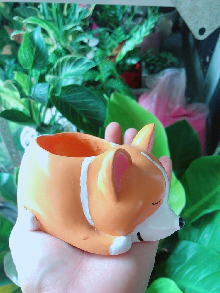 Chậu Trồng Cây