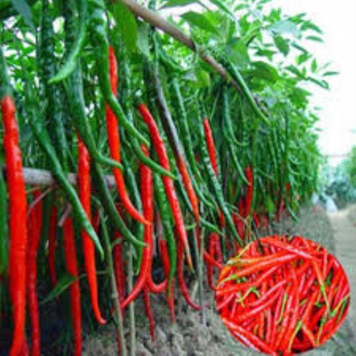Gói 500 hạt giống ớt trái dài