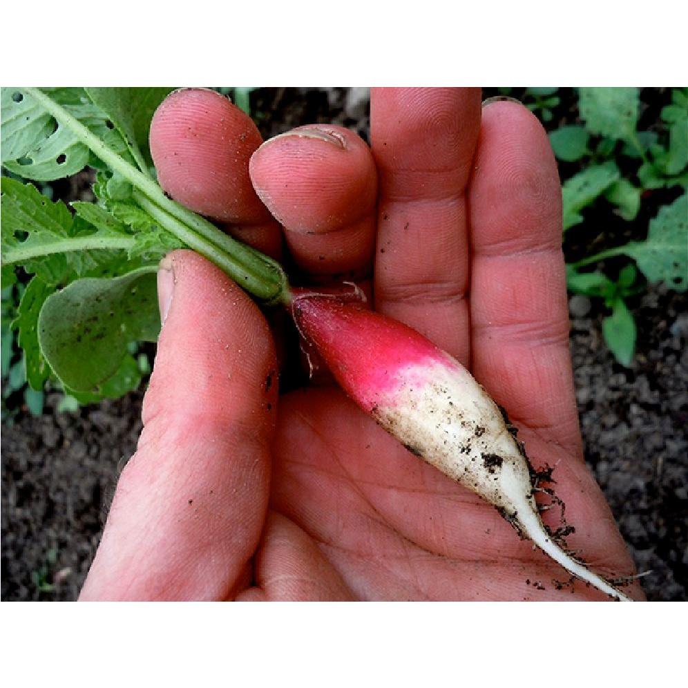 Hạt Giống Củ Cải Đỏ Dài dể trồng f1-gói 5gram/tặng kèm gói phân bón lót