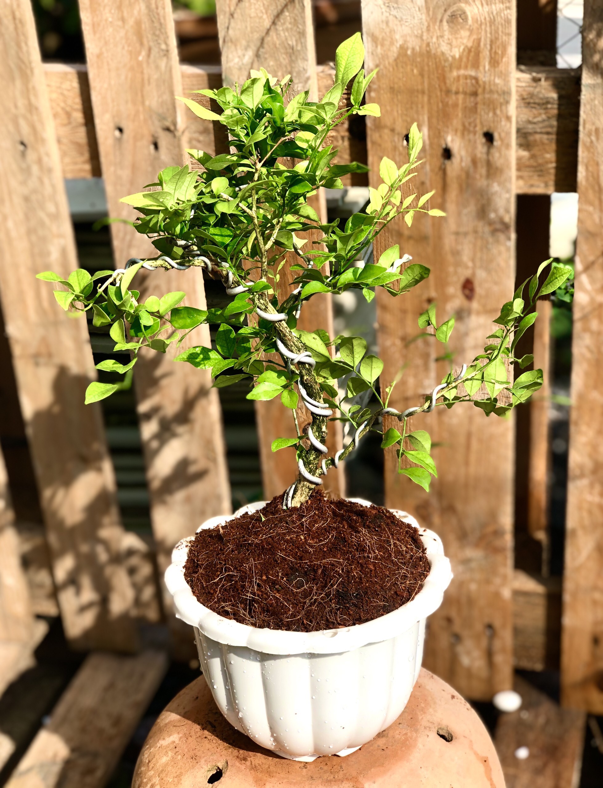 Cây Nguyệt Quế Bonsai