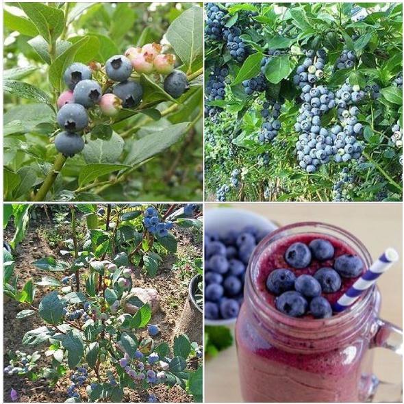 Combo 2 gói hạt giống việt quất xanh + 1 gói đỏ-gói 30 hạt/tặng kèm gói phân bón lót