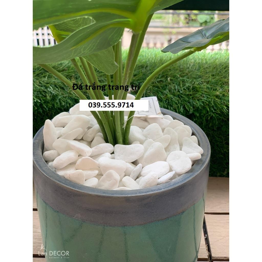 Sỏi đá trắng trang trí vườn, cây, lối đi 1kg