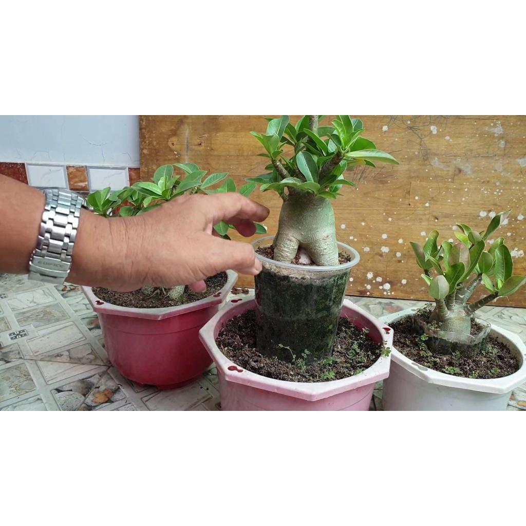 CÂY GIỐNG HOA SỨ THÁI KIM TỰ THÁP