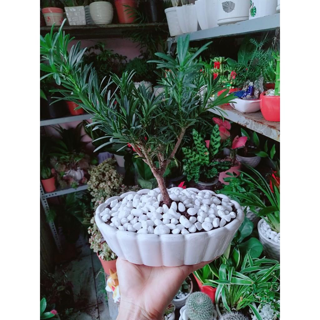 Chậu Tùng Vạn Niên Bonsai