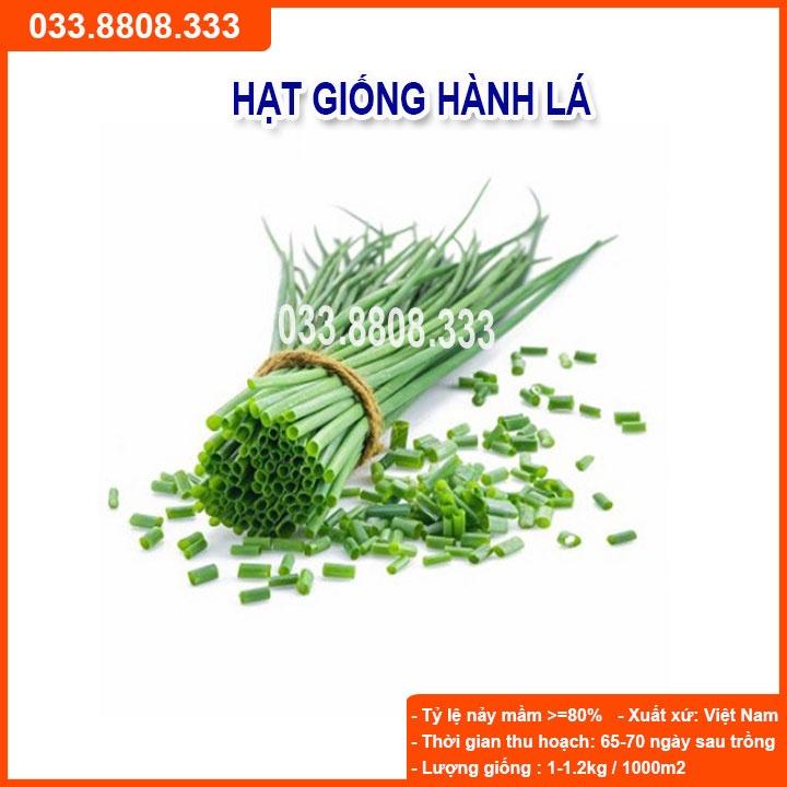 Hạt Giống Hành Hương 5g - Giống Dễ Trồng