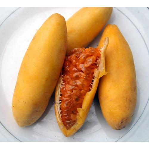 Cây Giống Chanh Leo Chuối Nam Mỹ..