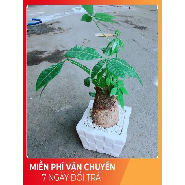 Chậu Kim Ngân Chân Voi