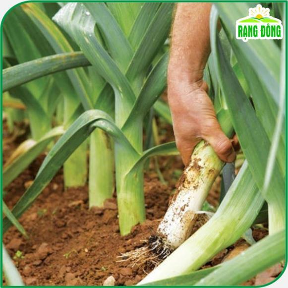 Hạt giống Tỏi Tây Trồng Quanh Năm, Kháng Bệnh Tốt - Hạt Giống Rạng Đông