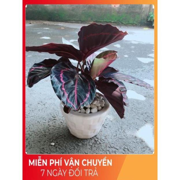 Chậu Đuôi Công Tím