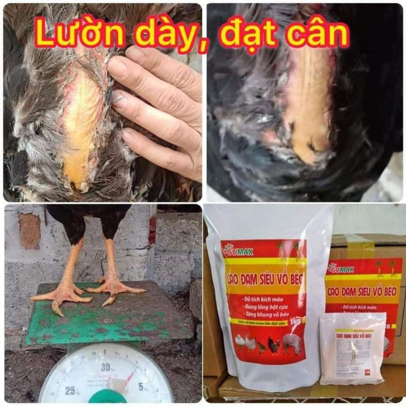 CAO ĐẠM SIÊU VỖ BÉO