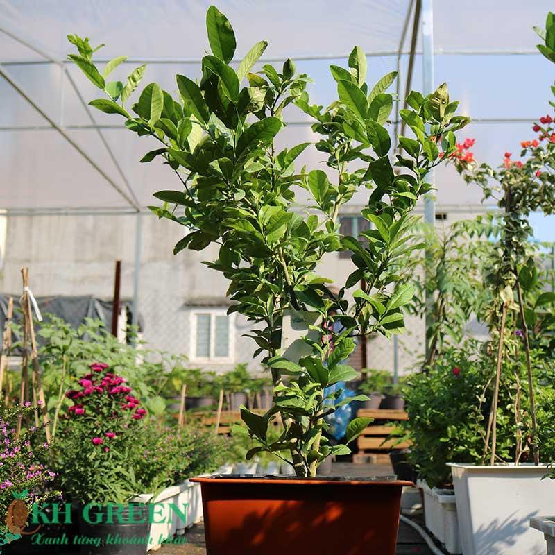 Chanh Vàng Mỹ Choai cao trên 1M, cây cho trái rất sai,vỏ chanh dày, nhiều tinh dầu thơm nhưng không đắng