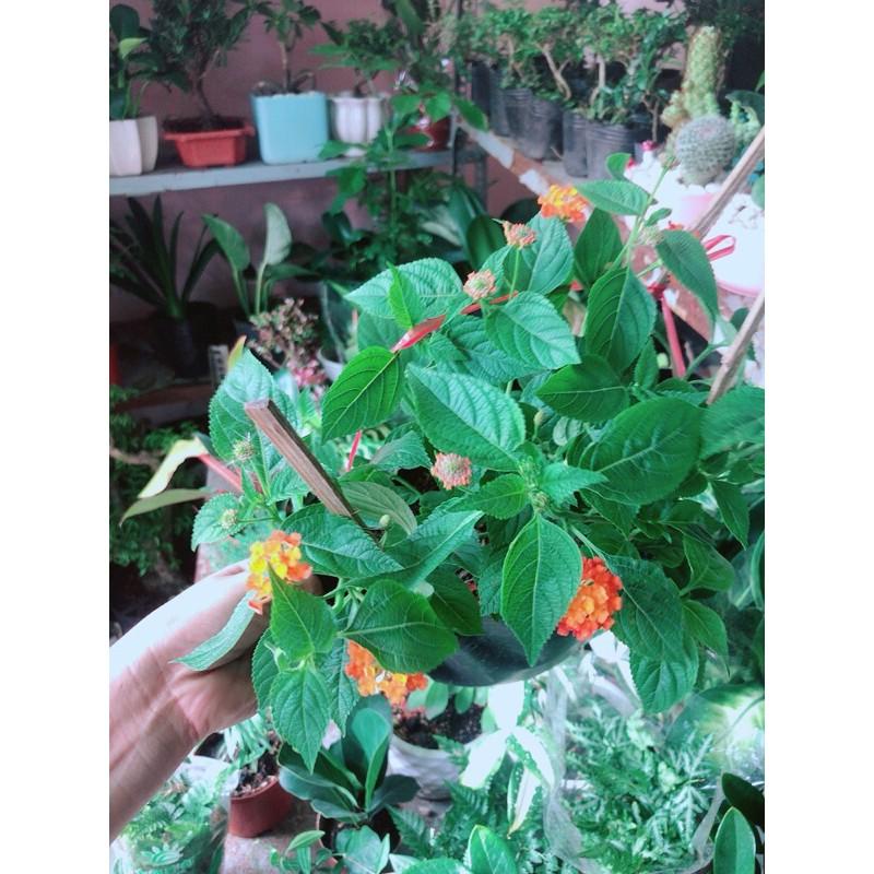 Cây Trâm Ổi