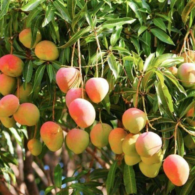 CÂY GIỐNG XOÀI ÚC