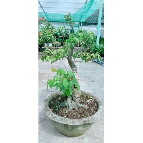 Chậu Khế Bonsai Lớn