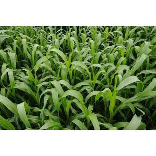 Hạt Cỏ Ngọt Lai 1kg - Cỏ Chăn Nuôi