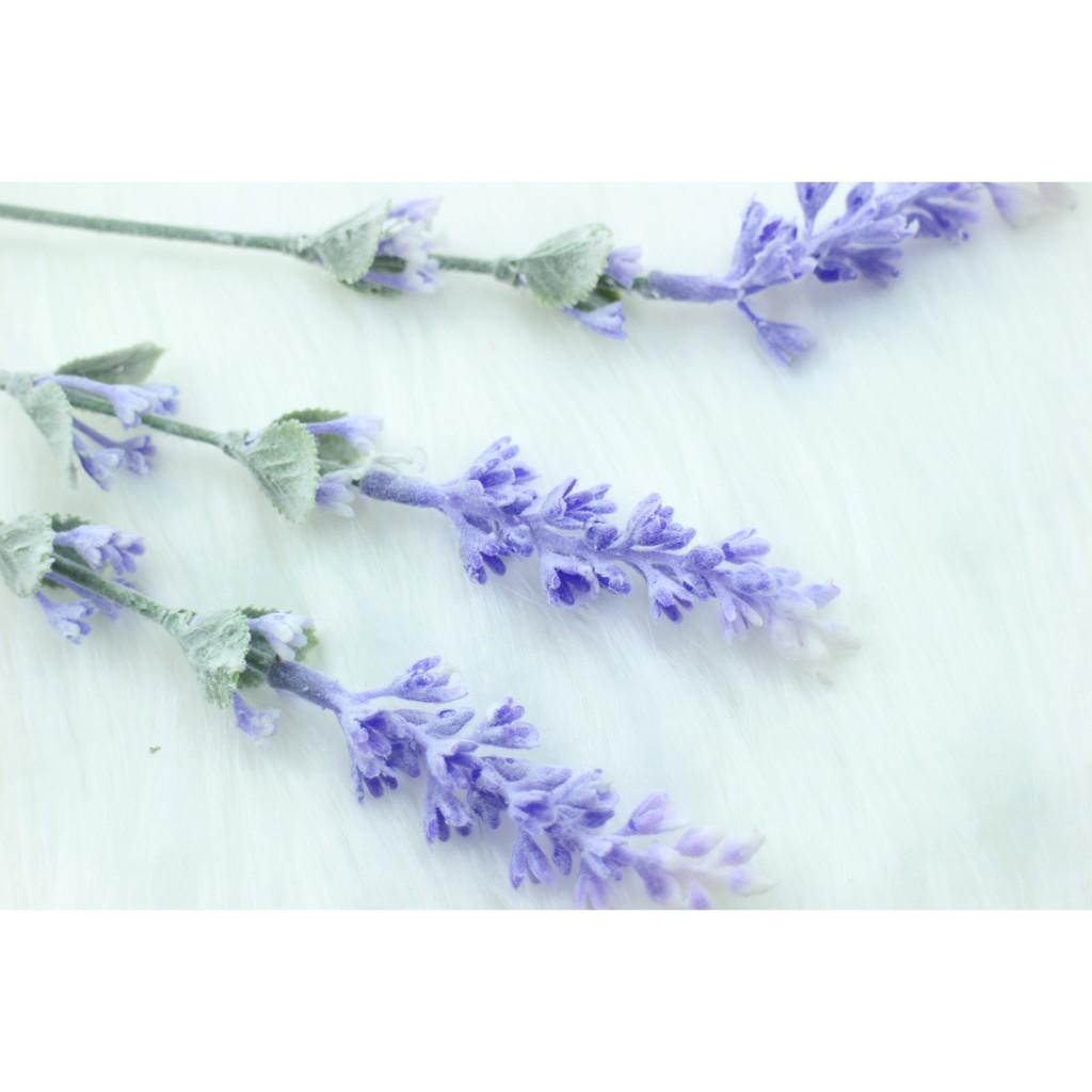 Cành hoa lavender tím phủ phấn