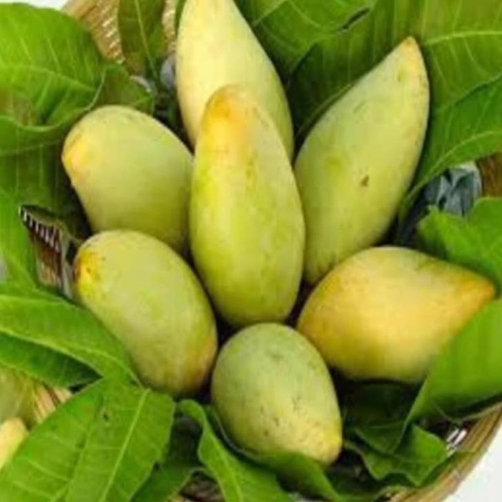Cây giống xoài cát Hòa lộc , cây đẹp, giống chuẩn