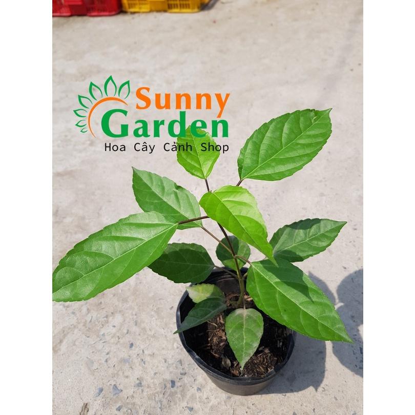 CHUẨN Cây Lá Cách, Cao 20-30cm - Chậu Rau