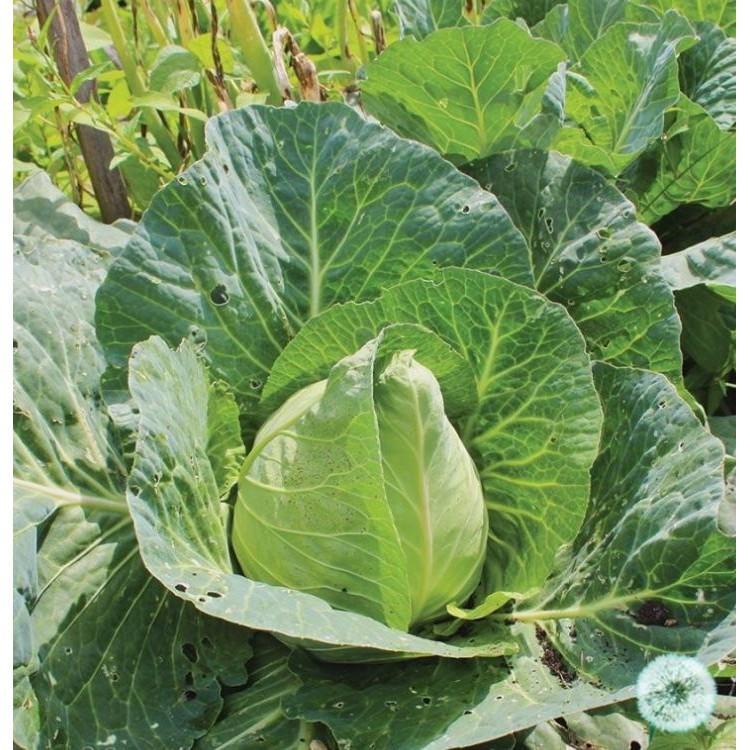 COMBO 2 gói hạt giống cải bắp trái tim xanh