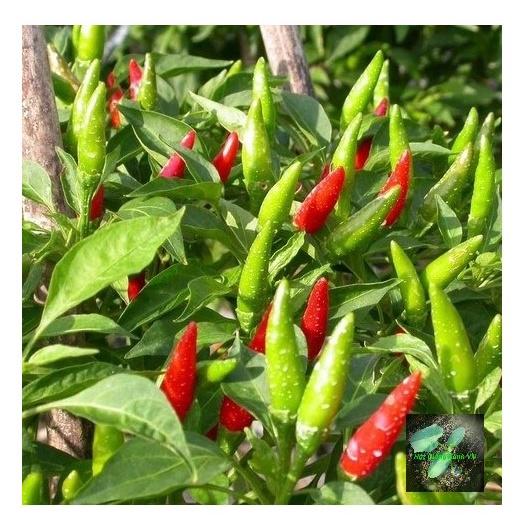 Hạt giống ớt hiểm lai f1 Rado, đóng gói 0.2gr