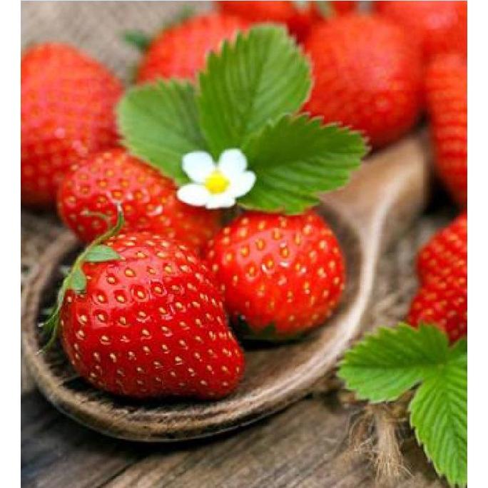 Hạt giống dâu tây đỏ chịu nhiệt KNS3440 - Gói 100 hạt