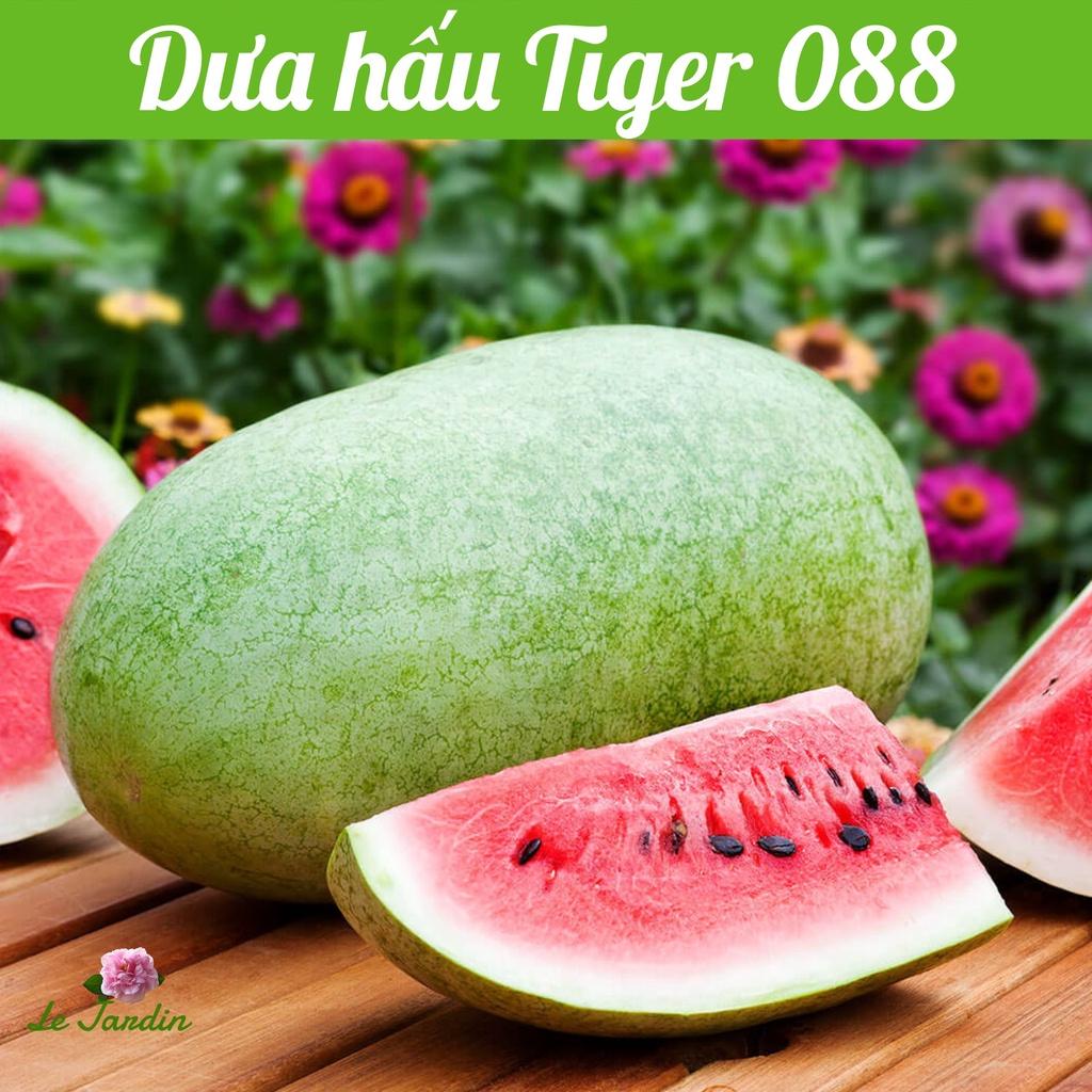 Hạt giống Dưa Hấu F1 Tiger 088 gói 10 hạt - Trái lớn