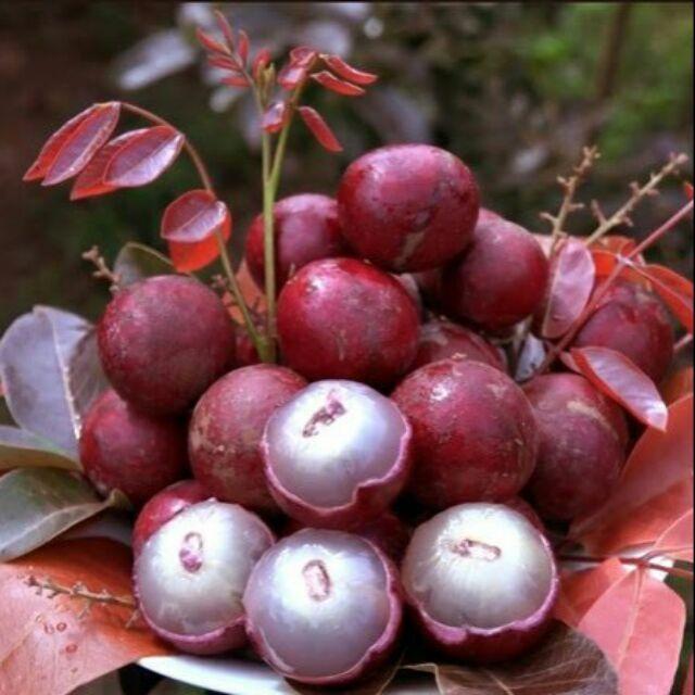 CÂY GIỐNG NHÃN TÍM