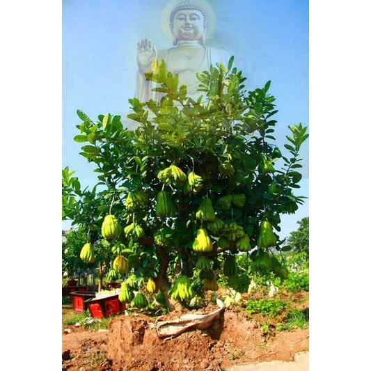 Cây giống phật thủ siêu trái