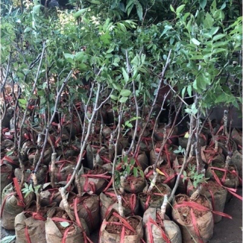 Cây giống táo đỏ Tân Cương hay hồng táo loại quả chứa nhiều dinh dưỡng được nhiều người ưa chuộng.