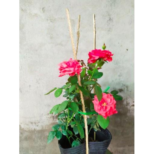 Hoa Hồng cổ Tàu màu hồng - form bông cực to, lâu tàn size chậu C9