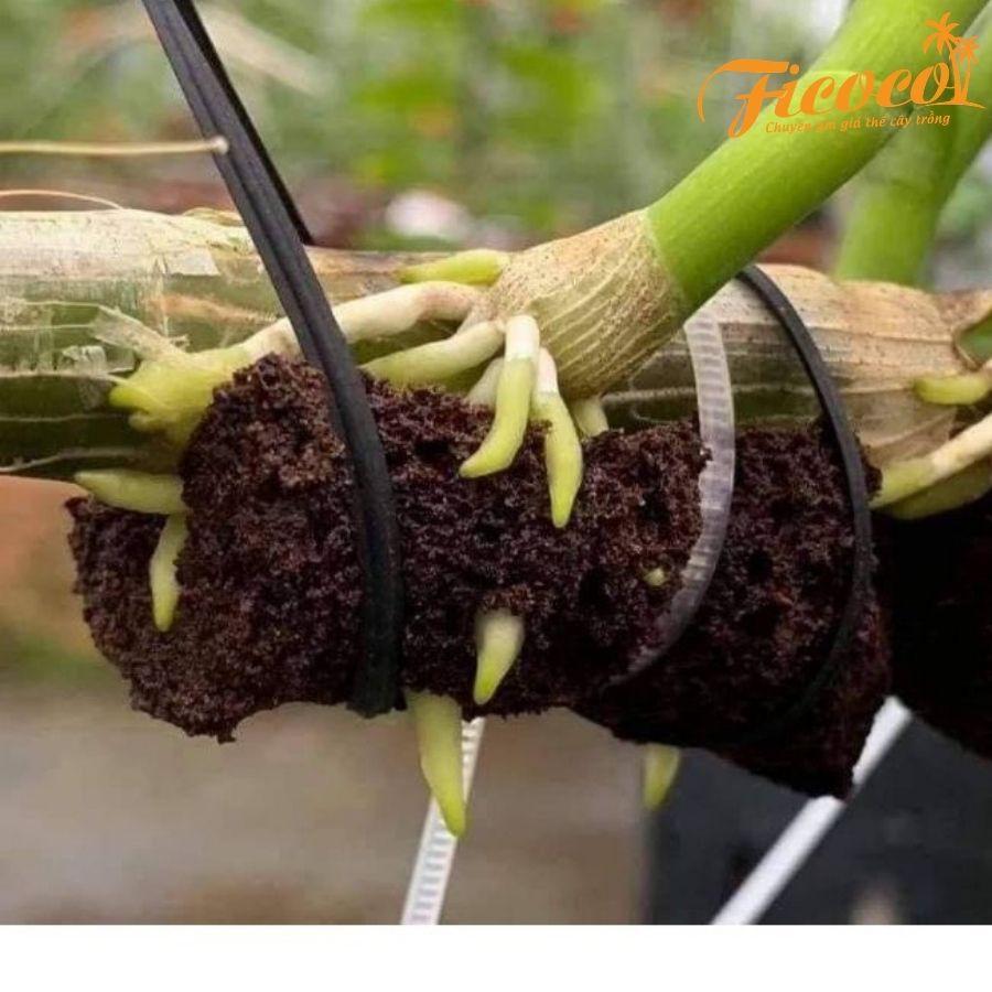 10 viên mút xốp hữu cơ - FICOCO - ươm kei lan, cây trồng