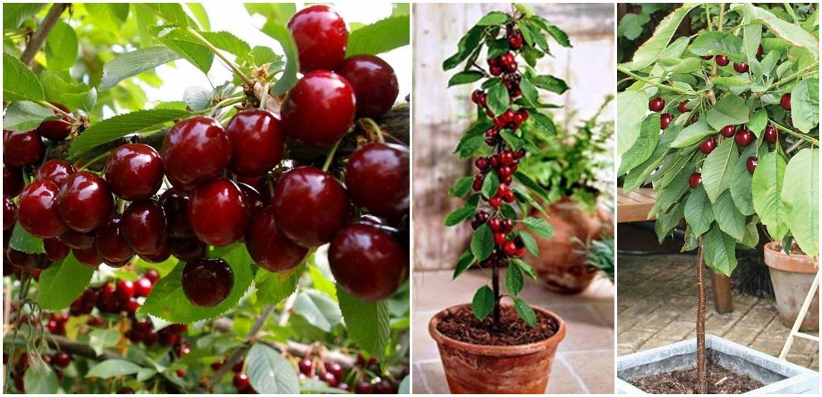 Cây cherry, cây cherry braxin, giống cây chuẩn sai quả