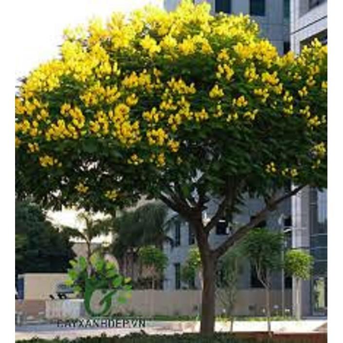 CÂY GIỐNG CÂY HOA PHƯỢNG VÀNG SIÊU ĐẸP