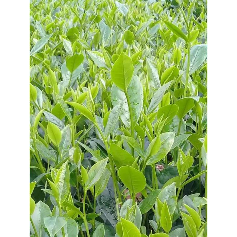 10 cây chè xanh thái nguyên 8k 1 cây
