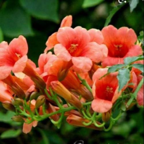 CHẬU HOA GIỐNG CÂY HOA LEO ĐĂNG TIÊU