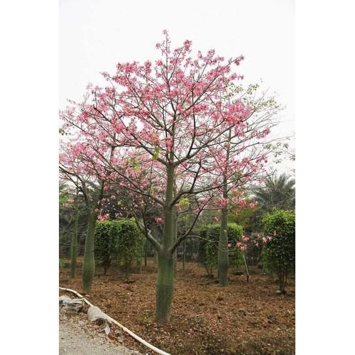CÂY GIỐNG CÂY KÈN HỒNG , CÂY SIÊU ĐẸP - NBCGCKHSD