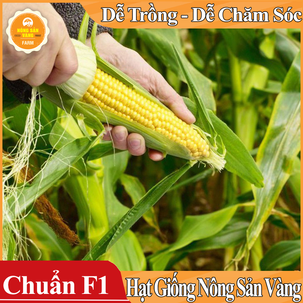 Hạt giống Bắp Mỹ (Ngô Mỹ) ( Gói 5 Gram ) - Nông Sản Vàng