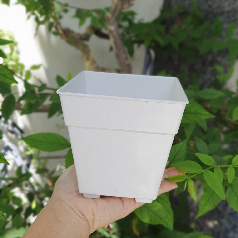Combo 10 chậu hoa nhựa vuông nhỏ trắng 12x12cm