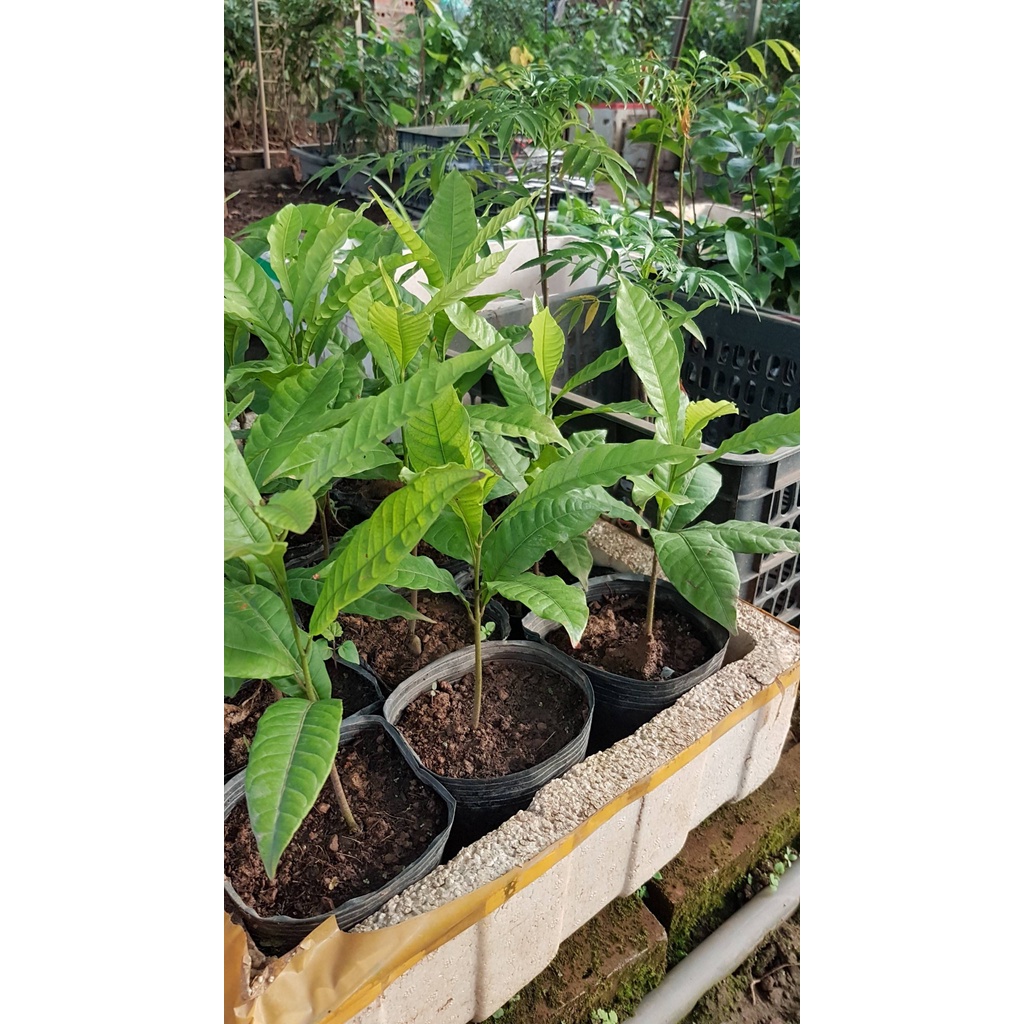Giống Vú Sữa Hoàng Kim